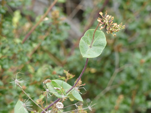 iNaturalist observation photo of Caprifolium