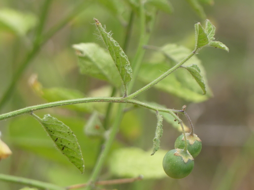 iNaturalist observation photo of nightshade family