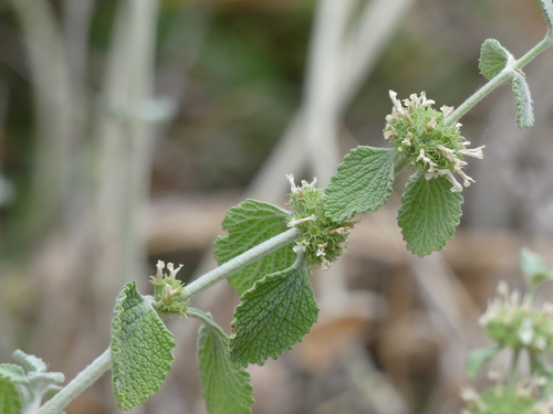 iNaturalist observation photo of White Horehound