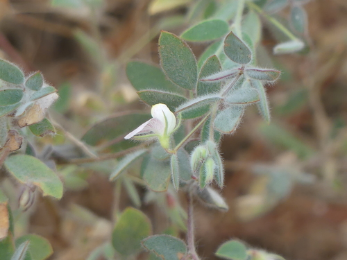 iNaturalist observation photo of Spanish clover