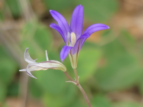 iNaturalist observation photo of harvest brodiaea