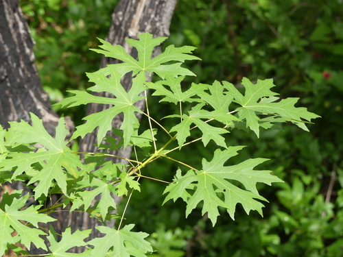 iNaturalist observation photo of bigleaf maple