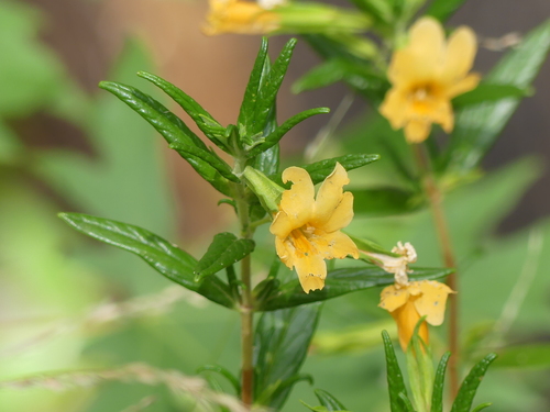 iNaturalist observation photo of orange bush monkeyflower