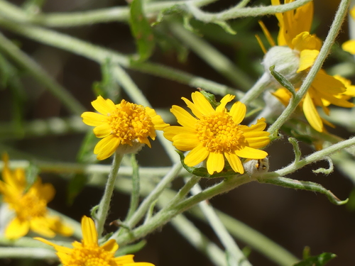 iNaturalist observation photo of Woolly sunflowers