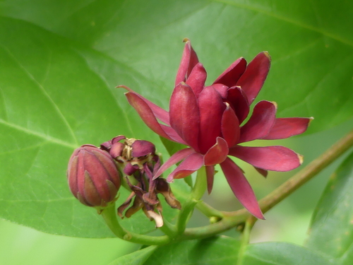 iNaturalist observation photo of California sweetshrub