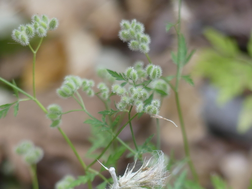 iNaturalist observation photo of Chervils, Carrots, Hedgeparsleys and Allies