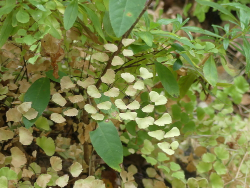 iNaturalist observation photo of California Maidenhair Fern