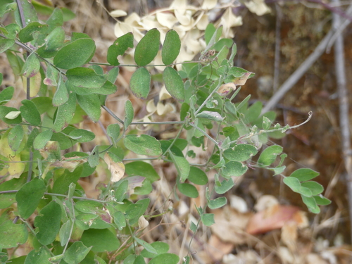 iNaturalist observation photo of sweet peas and vetchlings