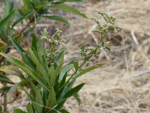 iNaturalist observation photo of California yerba santa