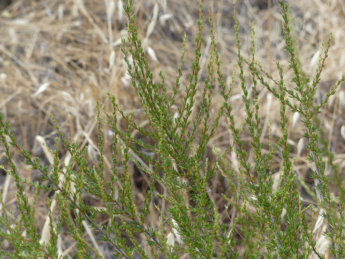 iNaturalist observation photo of chamise