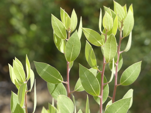 iNaturalist observation photo of Common Manzanita