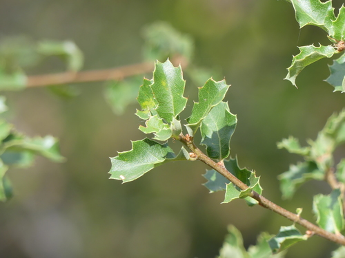 iNaturalist observation photo of high-latitude oaks