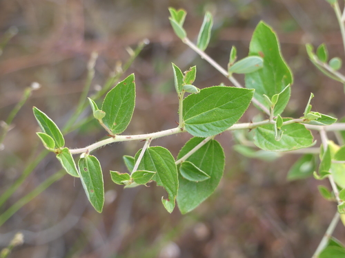 iNaturalist observation photo of Jimbrush