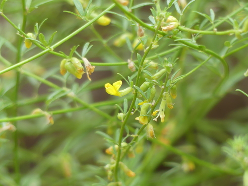 iNaturalist observation photo of deerweed