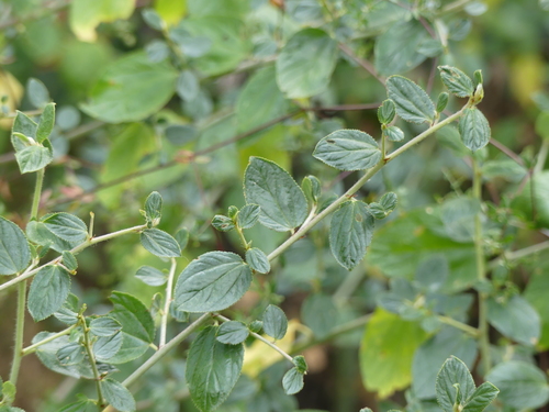 iNaturalist observation photo of Jimbrush