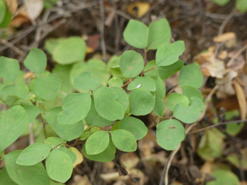 iNaturalist observation photo of snowberries