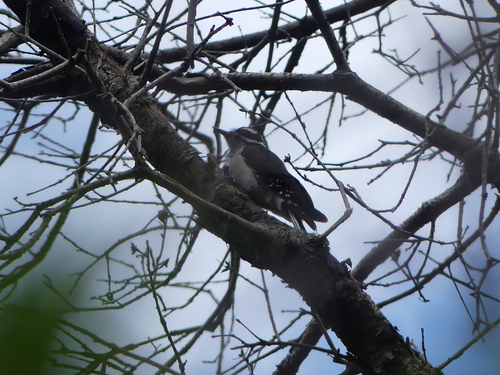 iNaturalist observation photo of Downy Woodpecker