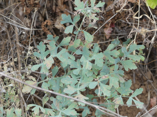 iNaturalist observation photo of Biscuitroots