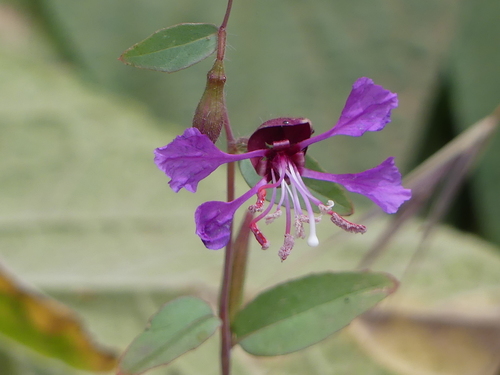 iNaturalist observation photo of Elegant Clarkia