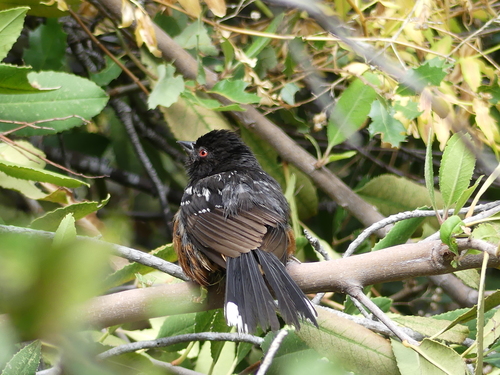 iNaturalist observation photo of Spotted Towhee