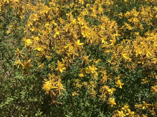 iNaturalist observation photo of Common St. John's Wort