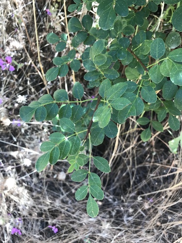 iNaturalist observation photo of California Ash