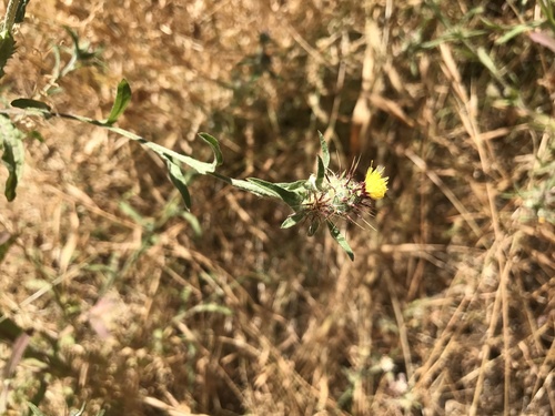 iNaturalist observation photo of Maltese star-thistle