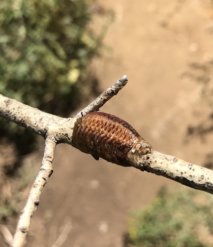 iNaturalist observation photo of Arizona Mantis