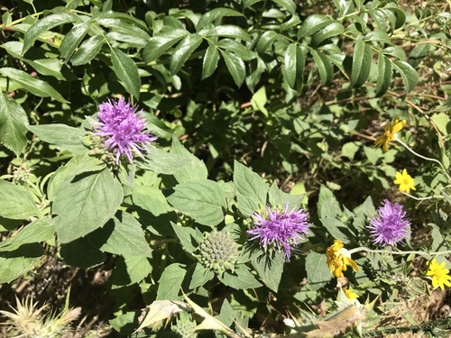 iNaturalist observation photo of Coyote Mint