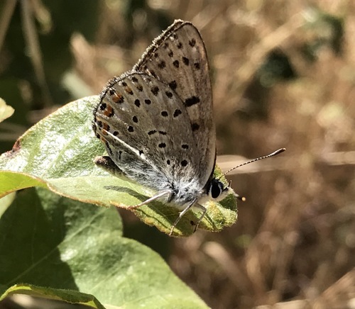 iNaturalist observation photo of Gorgon Copper