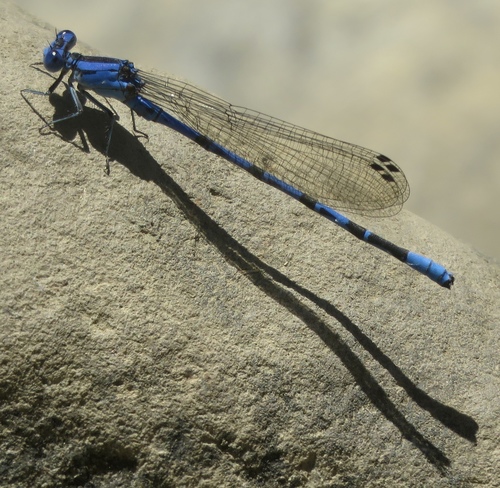 iNaturalist observation photo of Vivid Dancer