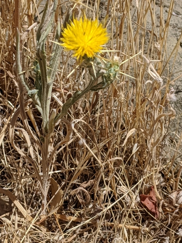 iNaturalist observation photo of Yellow Star-Thistle
