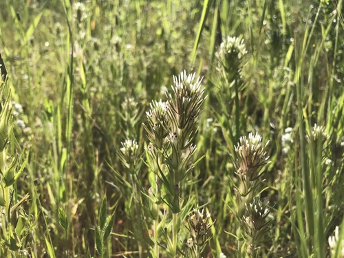 iNaturalist observation photo of valley tassels