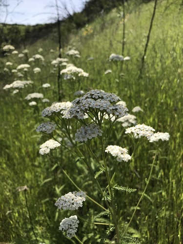 iNaturalist observation photo of common yarrow