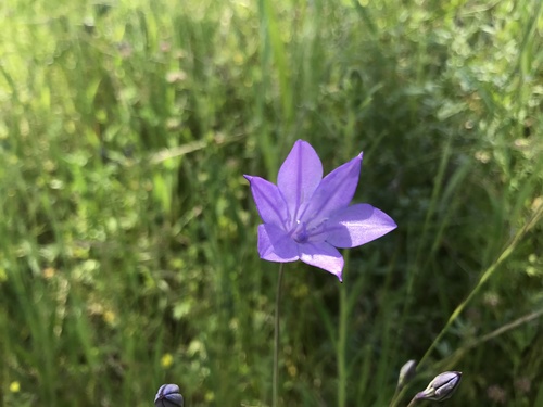 iNaturalist observation photo of Ithuriel's Spear