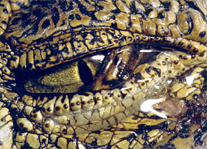 Halis Muhlis Kelimesi Nedir Halis Muhlis Ne Demek Halis Muhlis Kelimesinin Anlami Nedir Ne Demek Kelime Bul Com