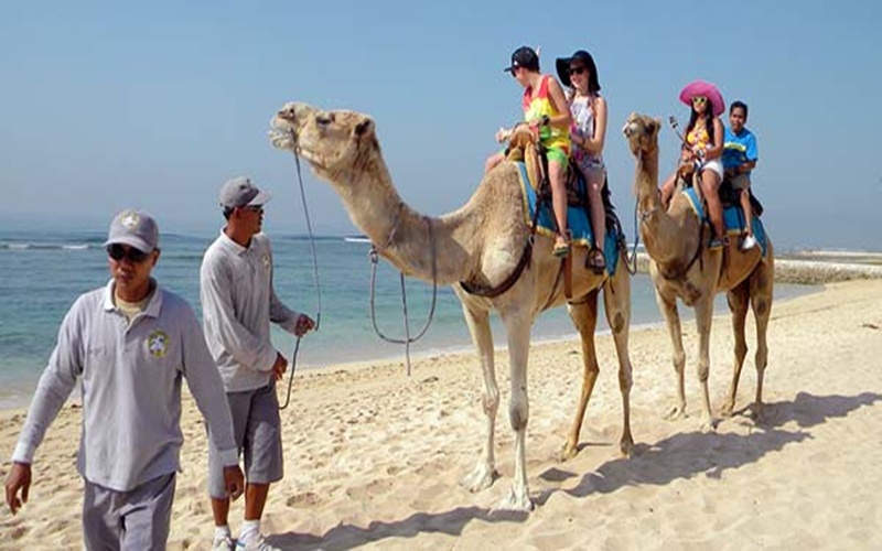 Bali Camel Ride Tour - Inclusive Bali Tour