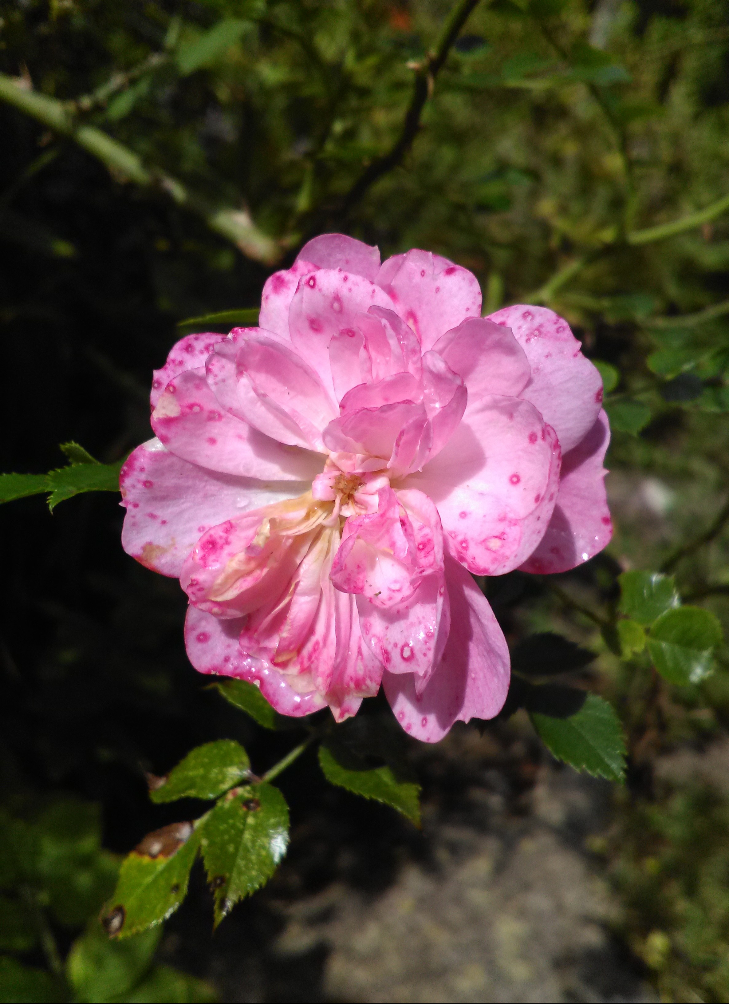 FLOWER