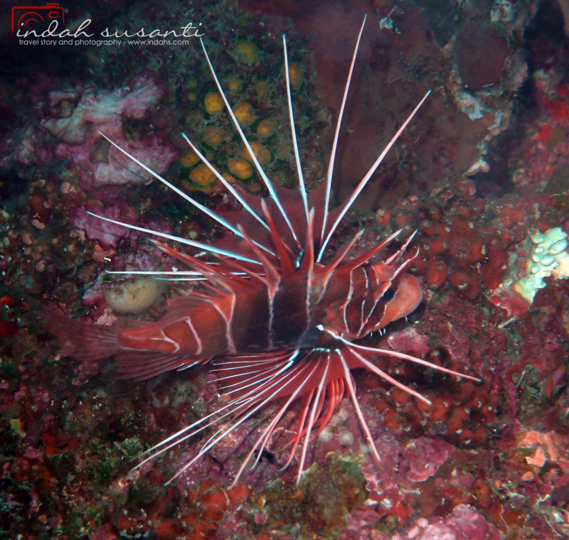 Clearfin Lionfish