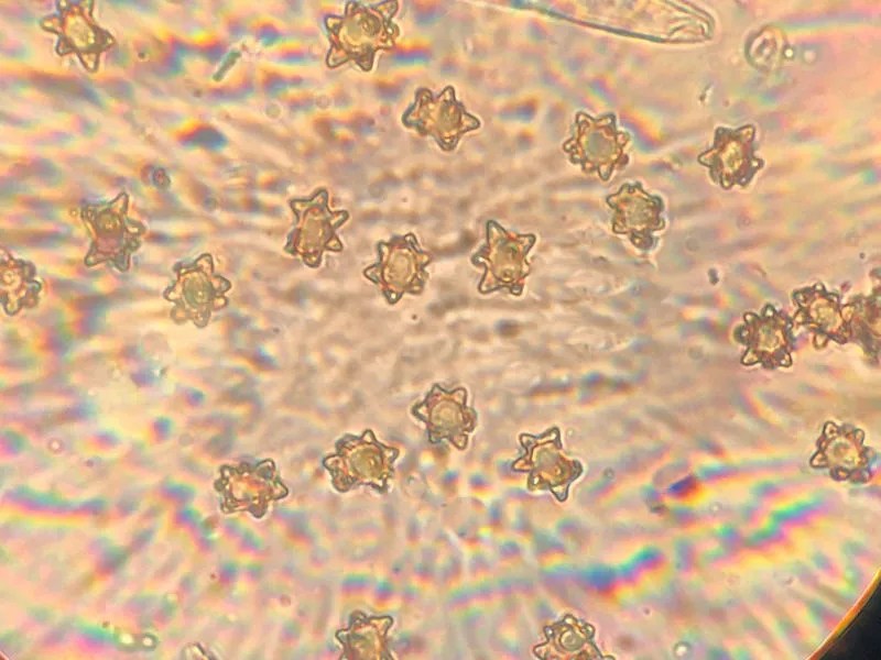 Inocybe-insignis-spores-c