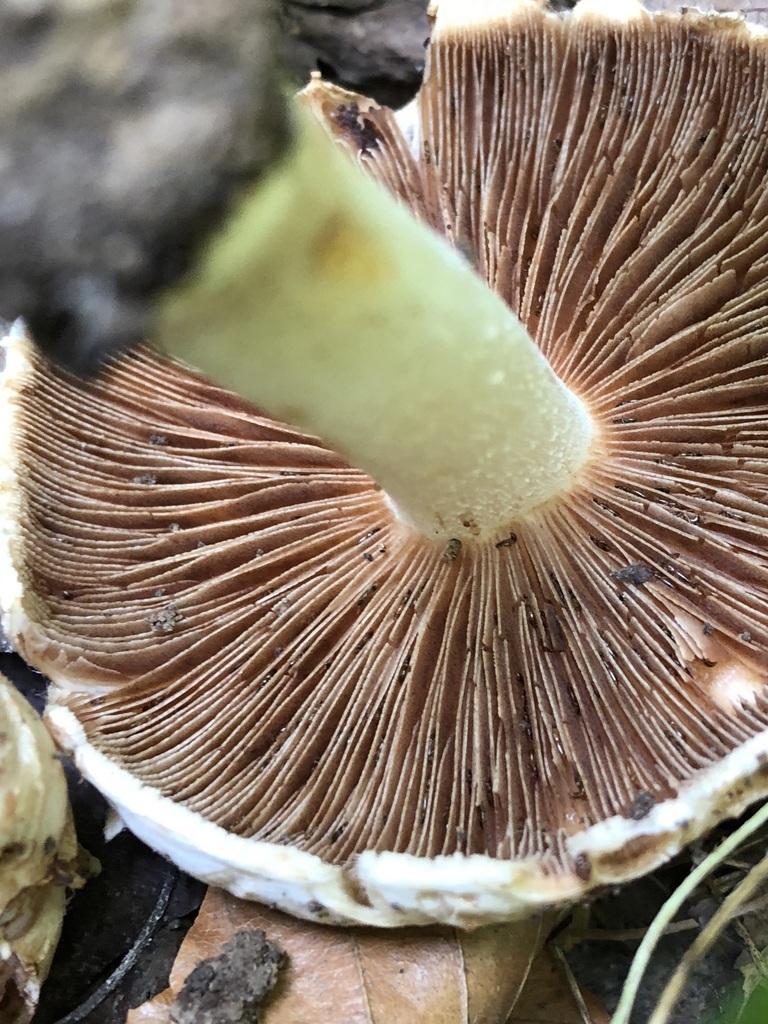 Inocybe_dulciolens_b