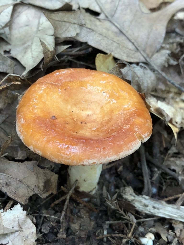 Lactarius croceus 1