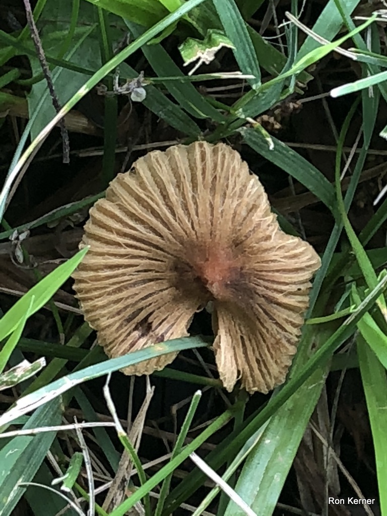 Pseudosperma_friabile_c