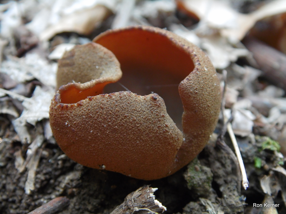 phyllogena_a