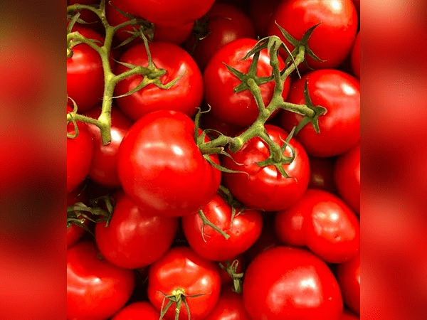 Tomatoes-