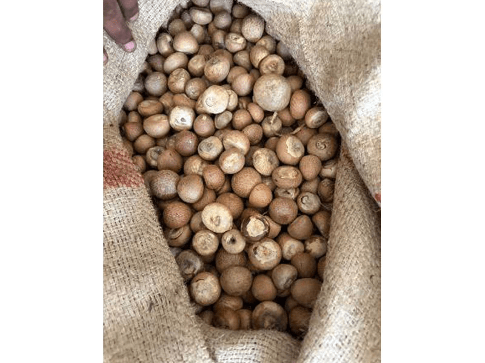 DRI areca nuts