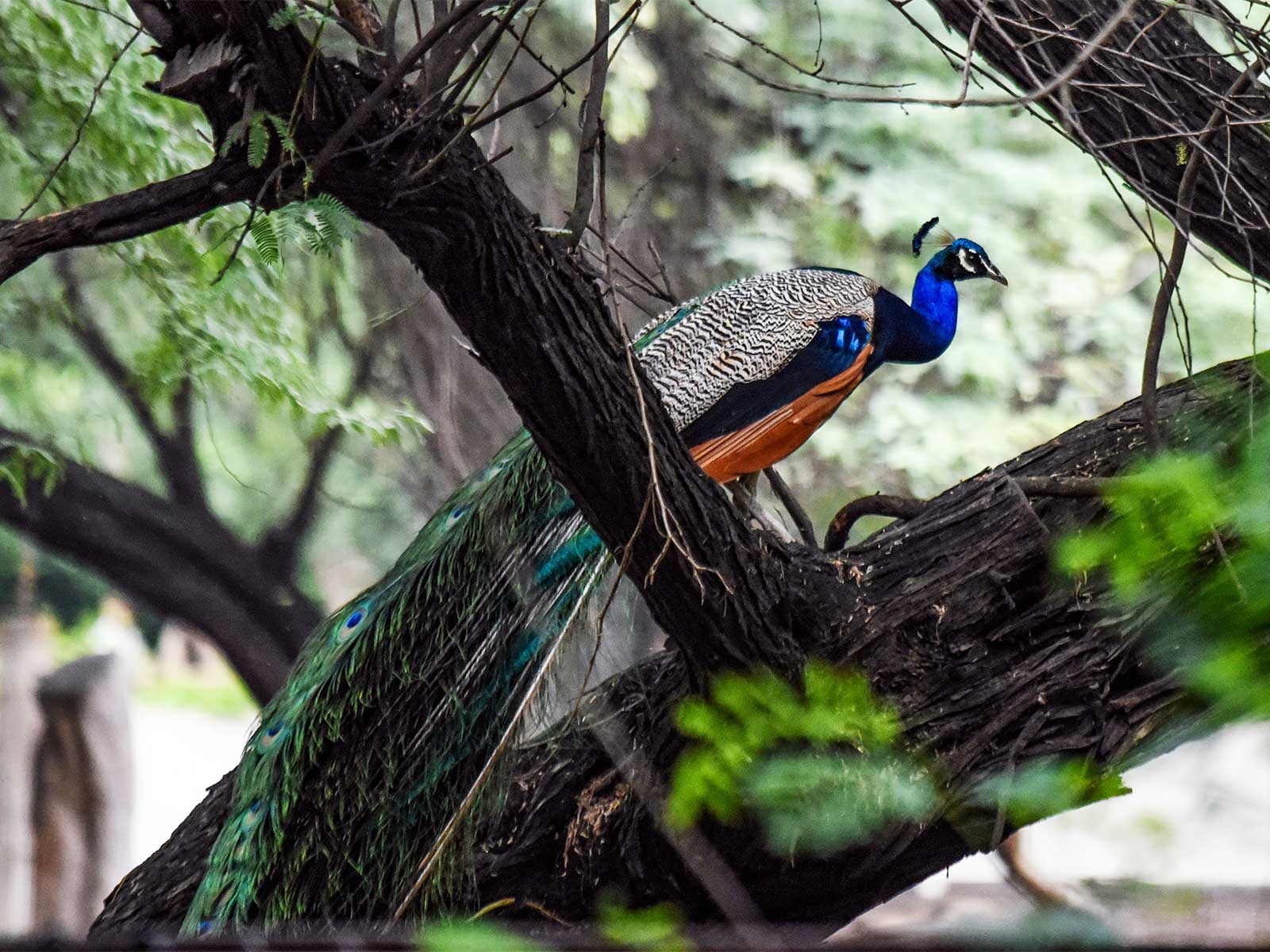 Peacock