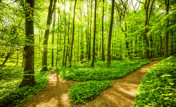 Two paths to opt in graphic
