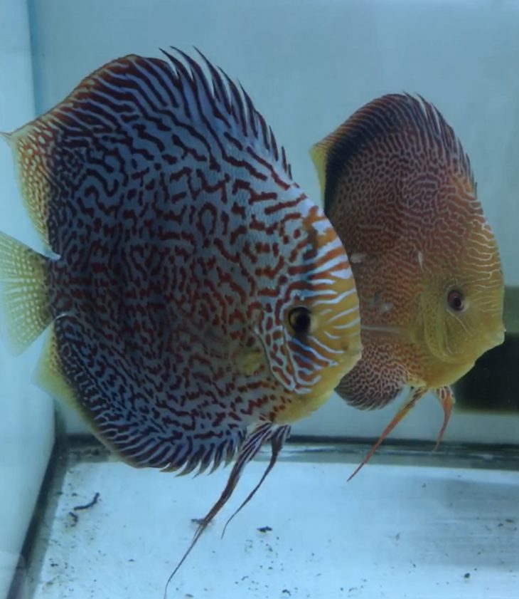 Ikan discus indukan sun merah blue rim dan sun merah wild. Tips Belanja Pasangan Indukan Ikan Hias Discus Yang Bagus Pt Indodiscus Multi Pratama