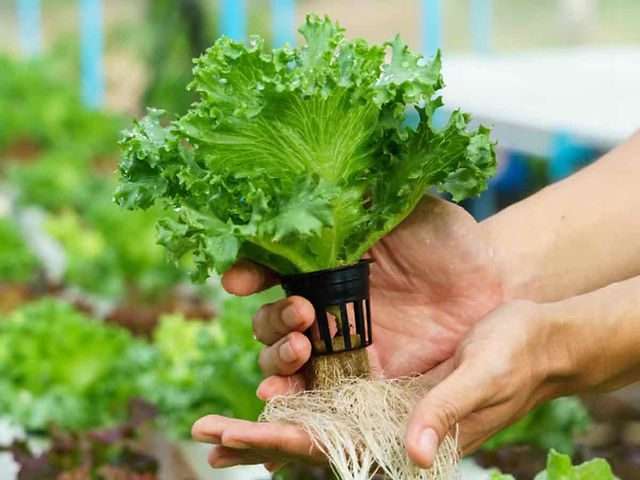 What Size Net Pots for Hydroponic Lettuce